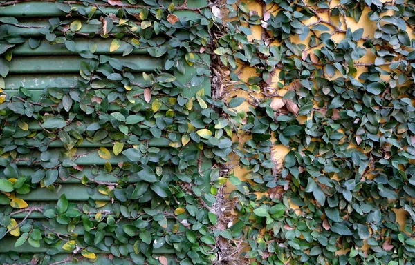 Zielony Ficus Pumila Wspinaczce Dom Okna — Zdjęcie stockowe