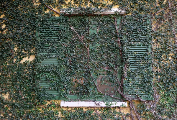 Green Ficus Pumila Climbing House Windows — Stock Photo, Image