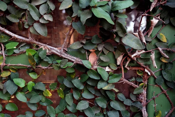 Green Ficus Pumila Escalada Casa Janelas — Fotografia de Stock