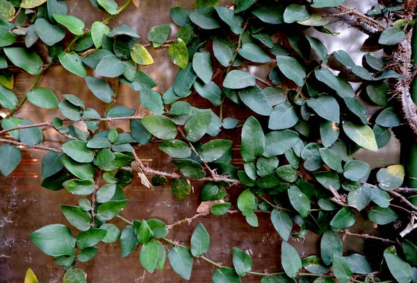 Green Ficus Pumila Climbing House Windows — Stock Photo, Image