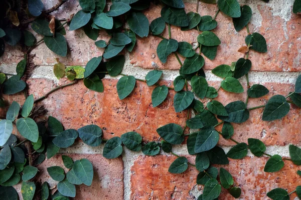 Зелений Фікус Пуміла Підйомі Цегляну Стіну Теракоти — стокове фото