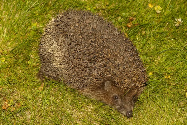 Uma capivara de desenho animado senta-se em uma pilha de livros