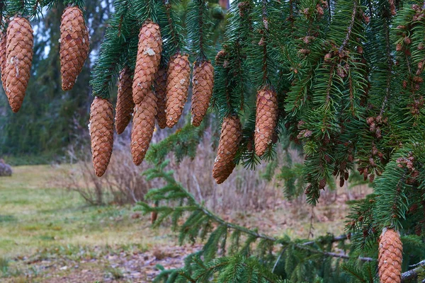 Um ramo de abeto verde com cones castanhos jovens . — Fotografia de Stock