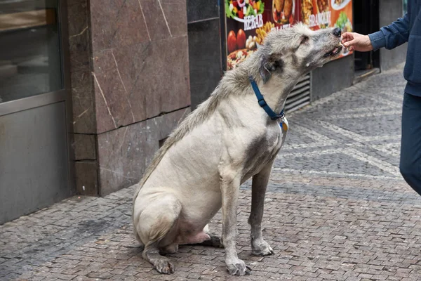 Mohawk tıraşlı bir köpek.