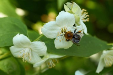 Beyaz Yasemin çiçeğinin üzerindeki tüylü yaban arısı
