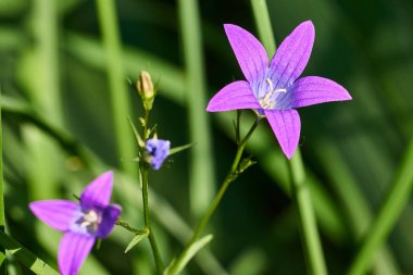 Yeşil çimenlerin üzerinde mavi çiçekler
