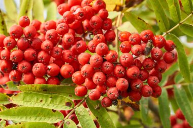 Olgun dağ küllerinden oluşan bol miktarda.