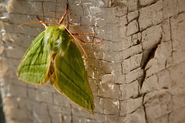 Green Butterfly on the white wall in summer — Stock Photo, Image