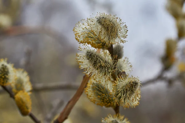 Ohrringe blühende Weide Symbol des Lichts Ostern — Stockfoto