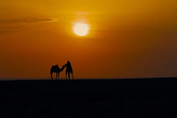 Kameltreiber Mit Kamelen Hintergrund Des Sonnenuntergangs Der Sahara — Stockfoto