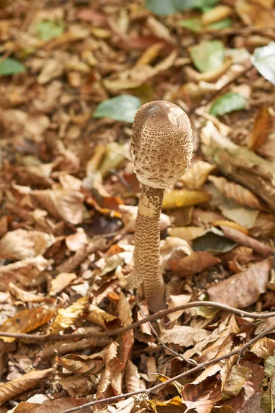 Paddestoel Close Achtergrond Van Herfstblad — Stockfoto