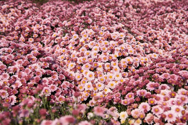 Güneş ışığındaki pembe kasımpatıların arka planı