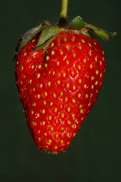 Fresh red strawberries on a dark background closeup — Stock Photo, Image