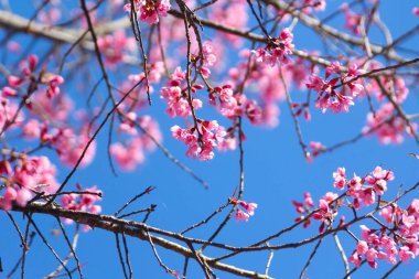Vahşi Himalaya kiraz çiçekleri ya da mavi gökyüzünde Sakura