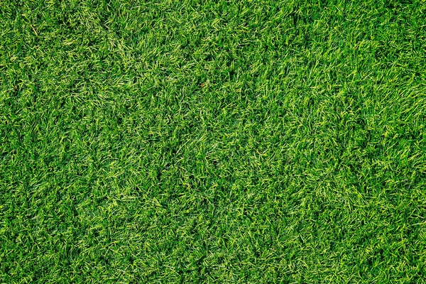 Green Grass Texture Can Use Background — Stock Photo, Image