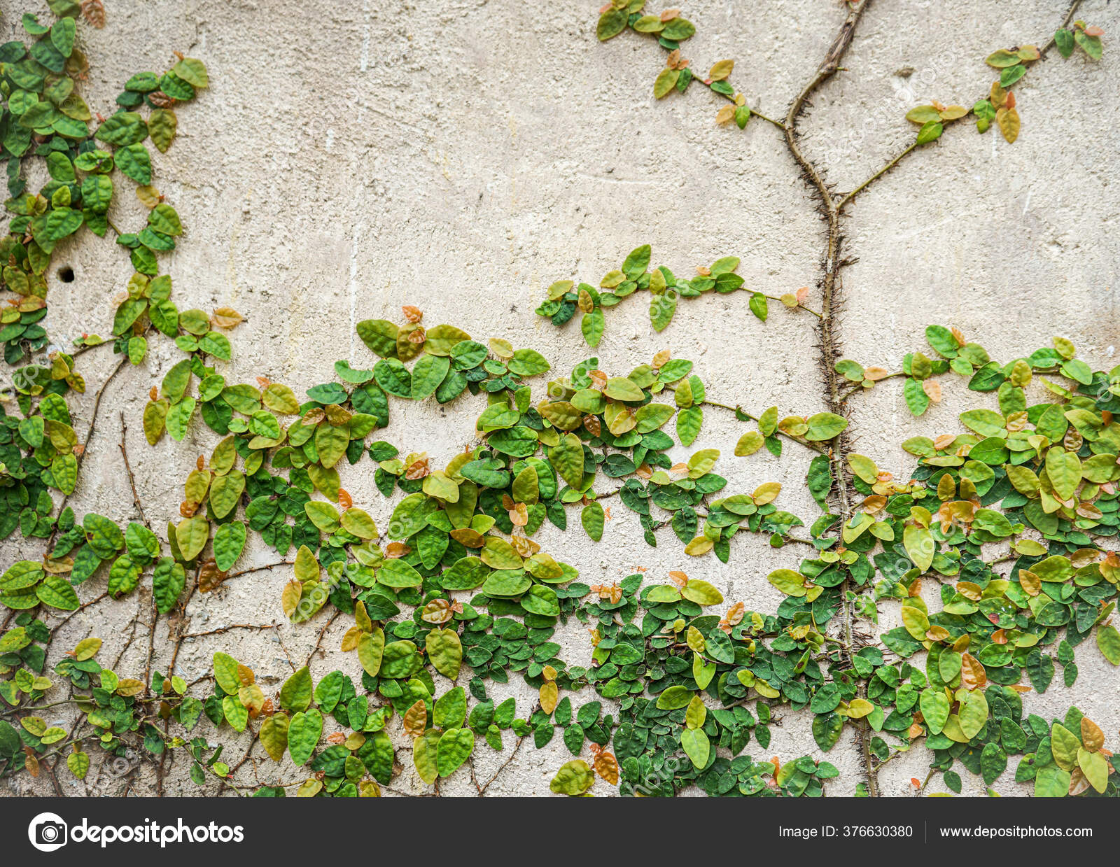 アイビー写真素材 ロイヤリティフリーアイビー画像 Depositphotos