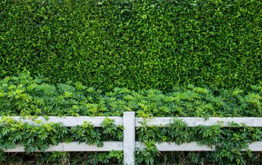 yeşil yapraklar duvar ve beyaz çit arkaplan