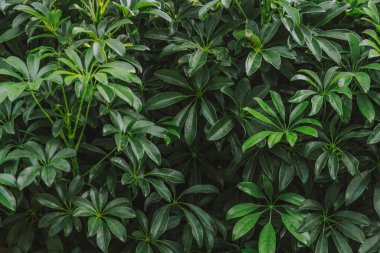 Yeşil yaprakların doğal arkaplanı