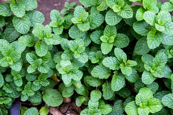 Mint Segar Tekstur Daun Sebagai Latar Belakang — Stok Foto