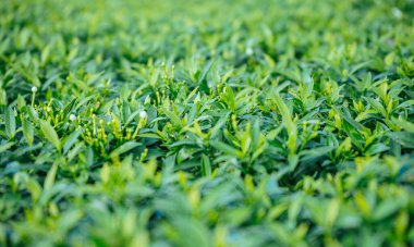 Seçici odaklı yeşil yaprakların doğal arkaplanı