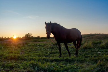 Lomonosovo köyünde at gün batımında