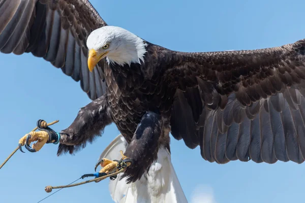 Bald eagle (haliaeetus leucocephalus) — Stock Photo, Image