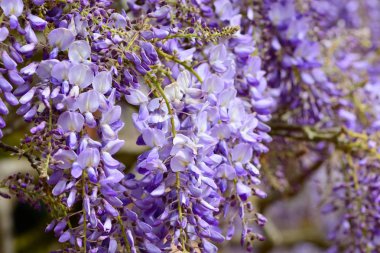 Wisteria