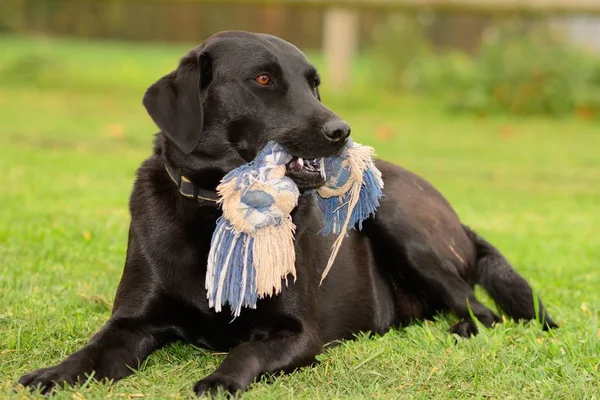 Retrato Labrador preto — Fotografia de Stock