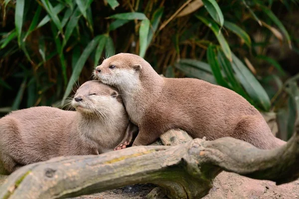 Kleine Krallenotter (aonyx cinerea)) — Stockfoto