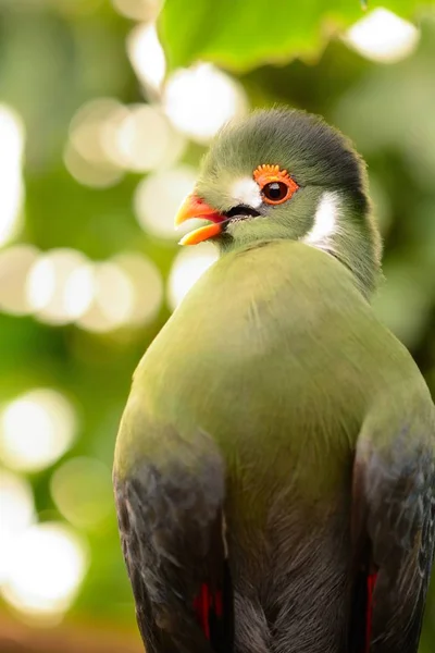 Tauraco Guinea (tauraco persa) — Foto de Stock