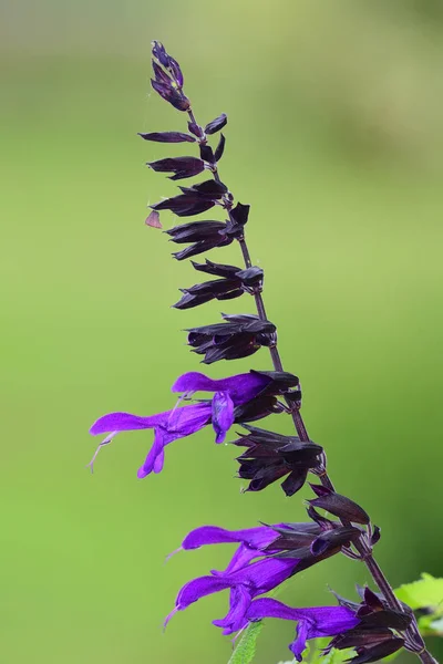 Purple salvia — Stock Photo, Image