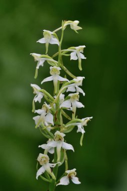 Daha büyük kelebek orkidesi (plananthera chlorantha)