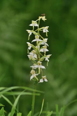 Daha büyük kelebek orkidesi (plananthera chlorantha)