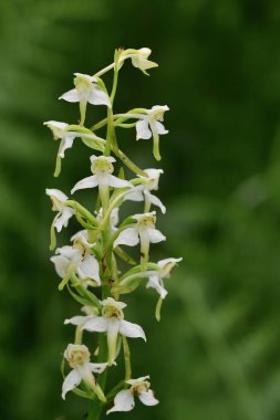 Daha büyük kelebek orkidesi (plananthera chlorantha)