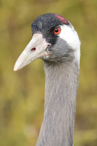 Bayağı turna (Grus Grus) — Stok fotoğraf