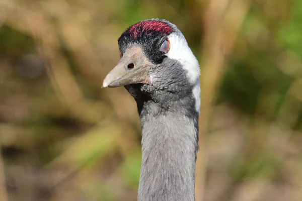 Common crane (Grus grus) — Stock Photo, Image