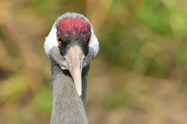 Grúa común (Grus grus ) —  Fotos de Stock