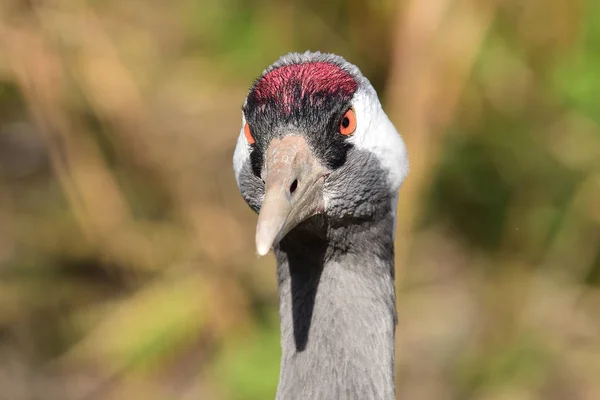 Common crane (Grus grus) — Stock Photo, Image