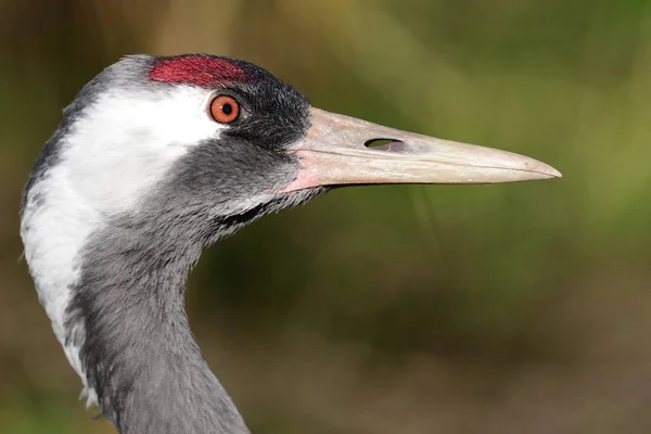 Common crane (Grus grus) — Stock Photo, Image