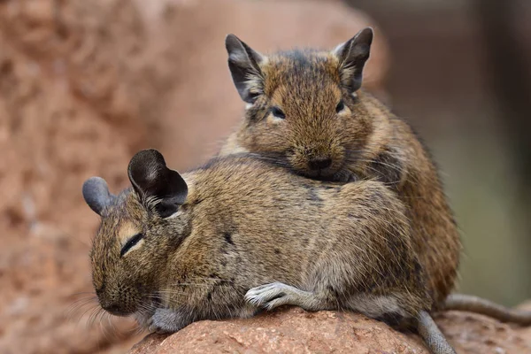 Ortak degu (Octodon degus)