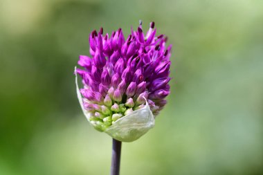 Allium