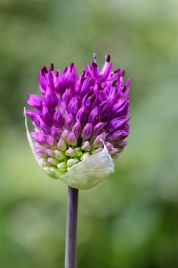 Allium