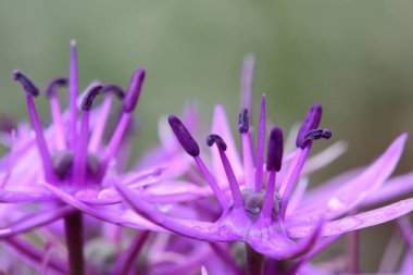 Allium çiçek