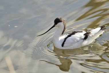 Pied Avocet (Tekrarlayan Avosetta)