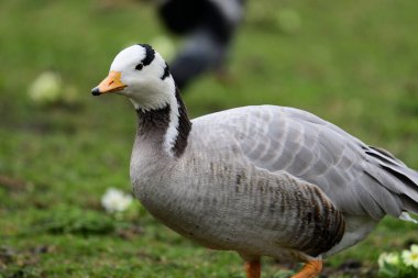 Çubuk başlı kaz (Anser indicus)