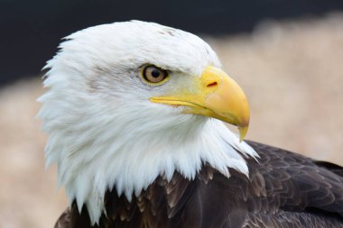 Kel Kartal (haliaeetus leucocephalus))