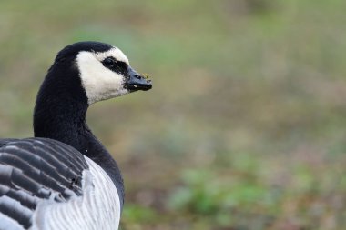 Barnacle Goose (Branta lökossis)