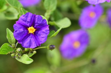 Mavi patates bush (Lycianthes rantonnetii)