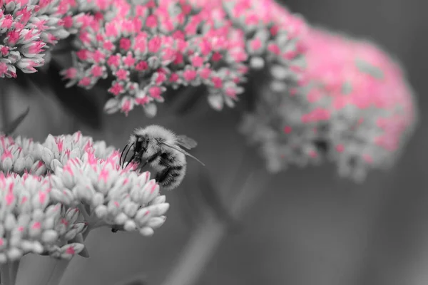 Bee on a sedum flower — Stock Photo, Image