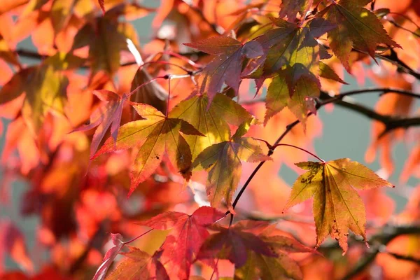 Hojas rojas de otoño — Foto de Stock